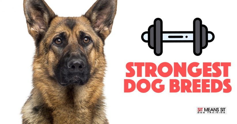The Strongest Dog Breeds