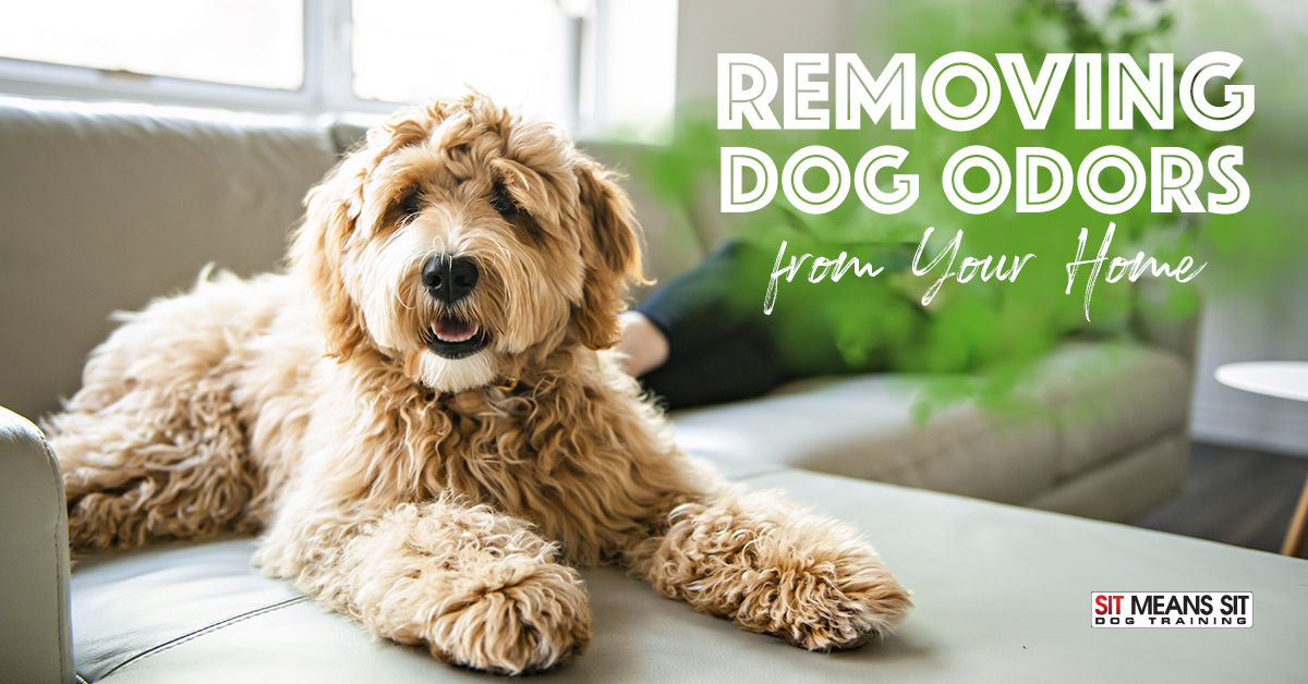 Removing Dog Odors from Your Home