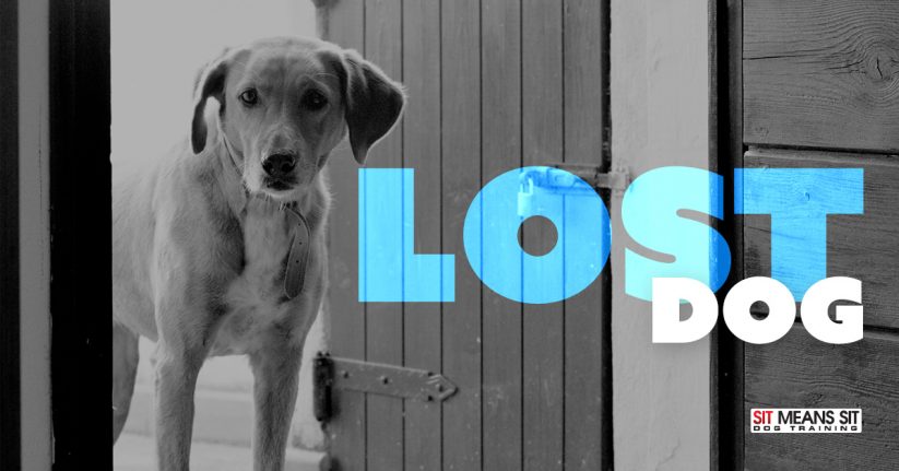 What You Should Do (and Not Do) If You Find a Lost Dog