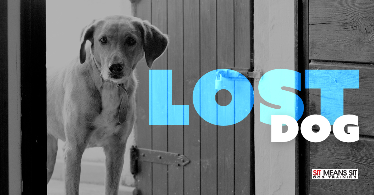 What You Should Do (and Not Do) If You Find a Lost Dog