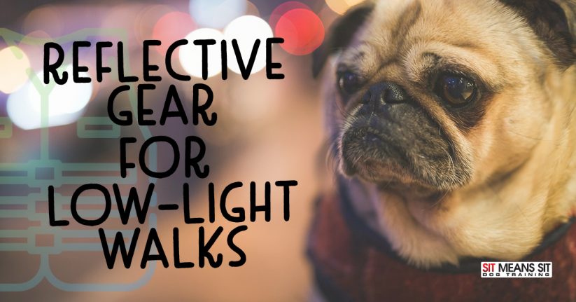 Reflective Gear for Low-Light Dog Walking