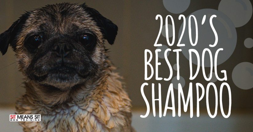 2020's Best Dog Shampoo