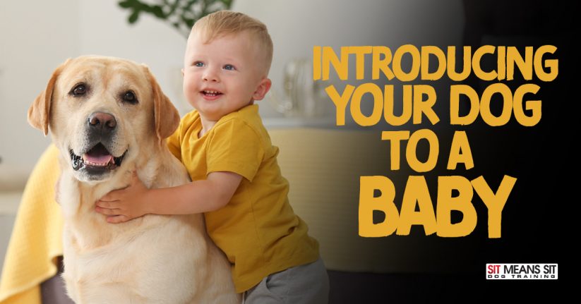 Introducing Your Dog to a Baby