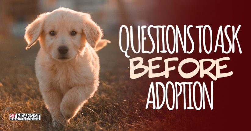 Question to Ask Before Adopting a Dog