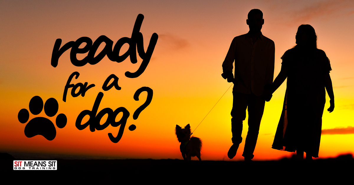 Silhouette of a couple walking with a dog at sunset, with the text "ready for a dog?"