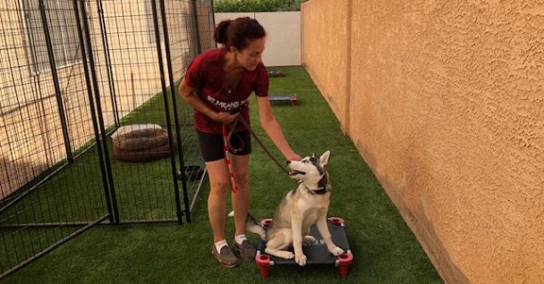 Best Dog Training in Las Vegas, NV • Las Vegas Puppy Trainers