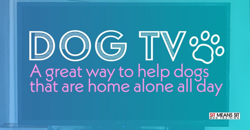 DOGTV: A Great Way to Help Dogs That Are Home Alone All Day