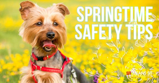 Springtime Dog Safety Tips