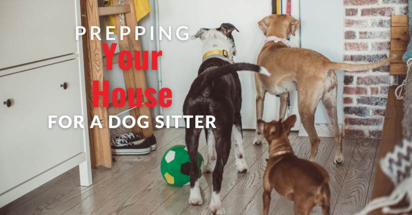 Prepping Your House for a Dog Sitter