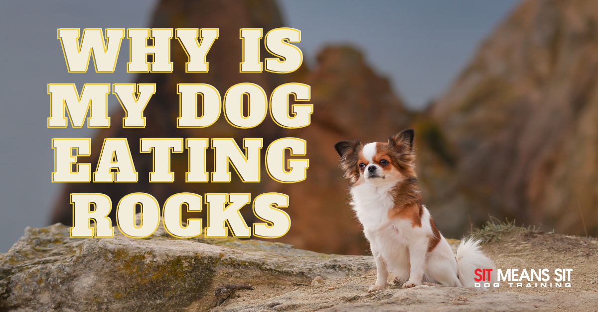 Why is My Dog Eating Rocks? Sit Means Sit Dog Training Aliante