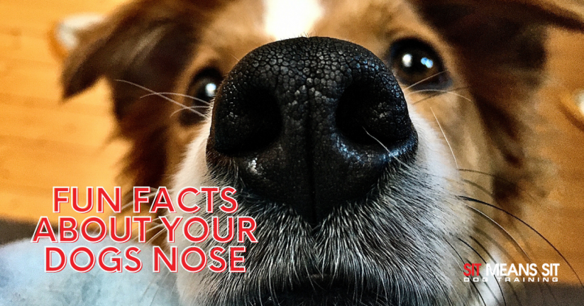 Fun Facts About Your Dogs Nose