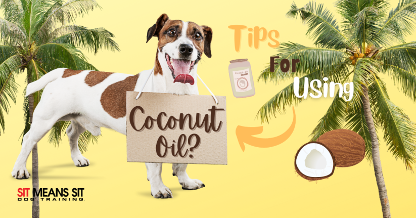 Tips for Using Coconut Oil for Dogs