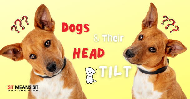 Two dogs with curious expressions, accompanied by text about dogs and their head tilts, on a bright yellow background.