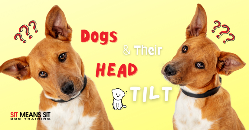 Why Dogs Tilt Their Head