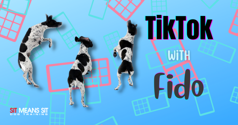 TikTok Challenges You Can Do with Fido