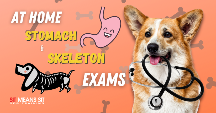 Examining Your Dog's Stomach & Skeleton at Home