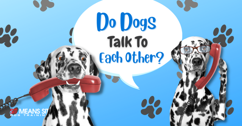 Can Dogs Talk to Each Other?