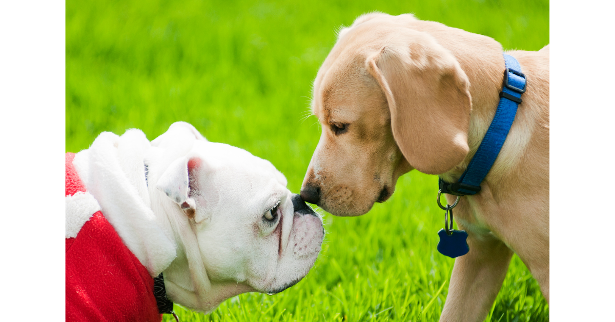 Two dogs, a bulldog and a puppy, touching noses on green grass.