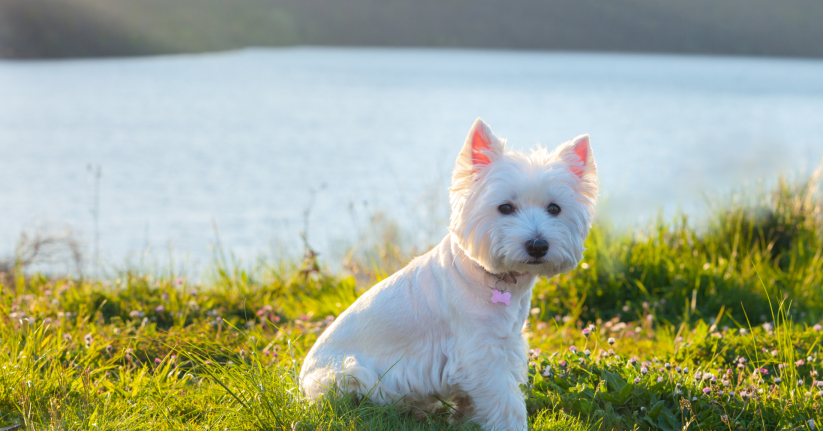 A small white dog sitting on grass near a body of water, with a scenic landscape in the background.