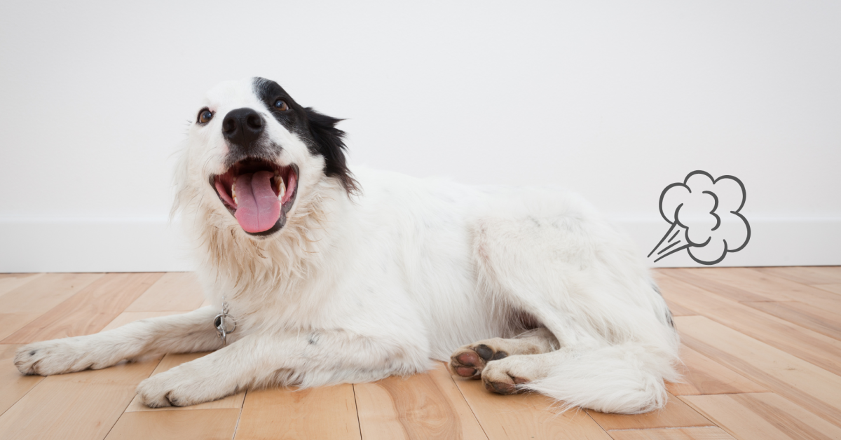 A playful dog lying on a wooden floor, happily yawning with a comical puff of air illustration behind it.