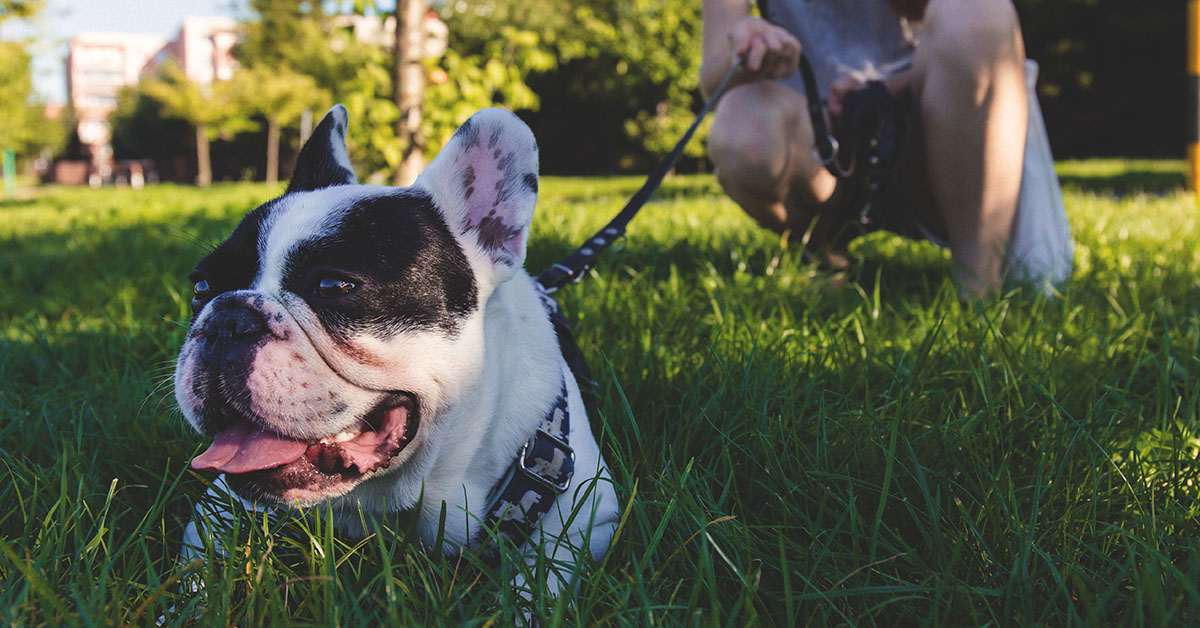 A French Bulldog with a happy expression lies in the grass while being held on a leash by a person.