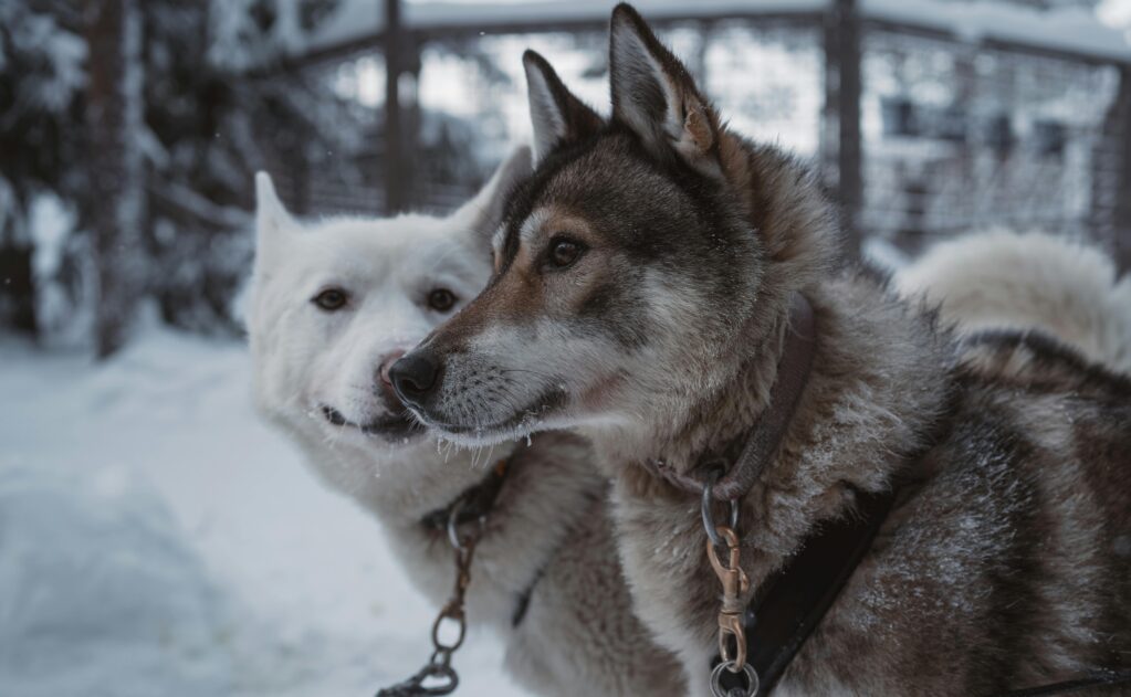 Two dogs, one gray-brown and the other white, standing side by side in a snowy landscape.