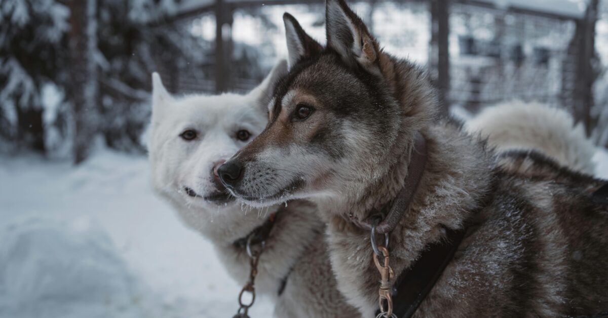 Two dogs, one gray-brown and the other white, standing side by side in a snowy landscape.