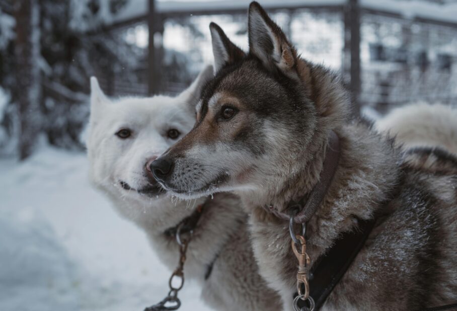 Two dogs, one gray-brown and the other white, standing side by side in a snowy landscape.