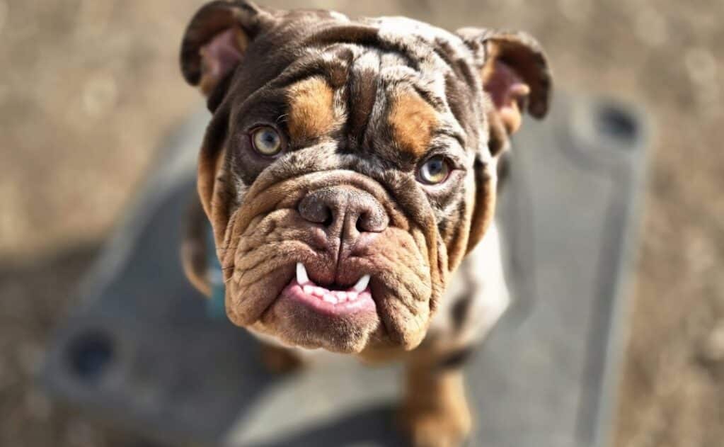 Teaching Your Dog to Stay Calm in Any Environment