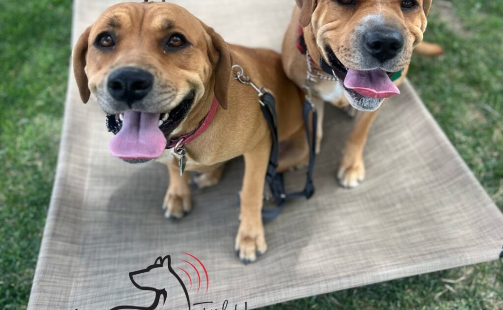 Crate Training Made Easy: Creating a Safe Space for Your Puppy