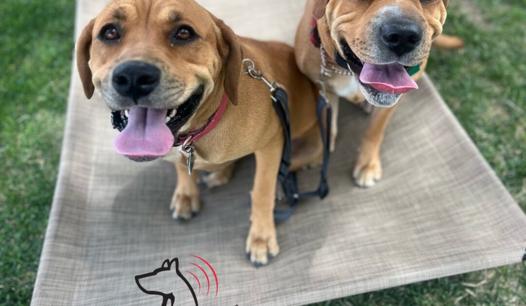 Crate Training Made Easy: Creating a Safe Space for Your Puppy