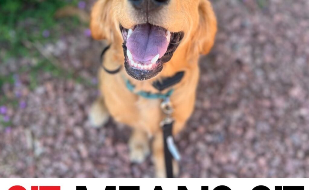 keeping dogs active in Summerlin heat