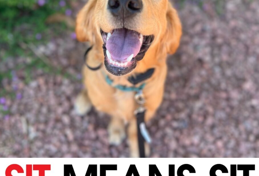 keeping dogs active in Summerlin heat