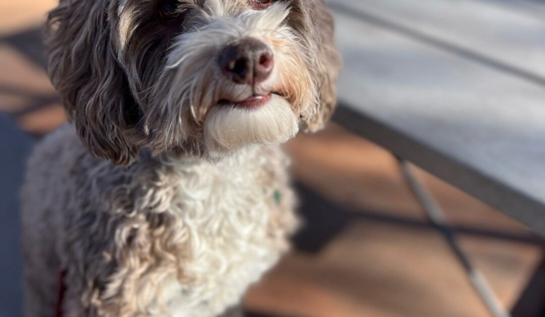 Why Proper Training Leads to a Happier, Healthier Dog