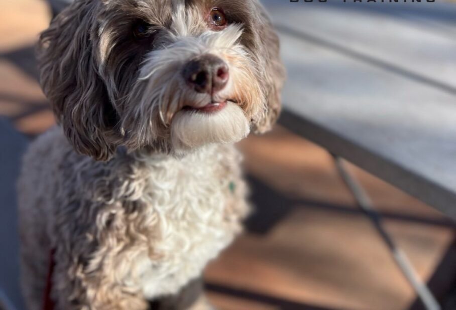 Why Proper Training Leads to a Happier, Healthier Dog