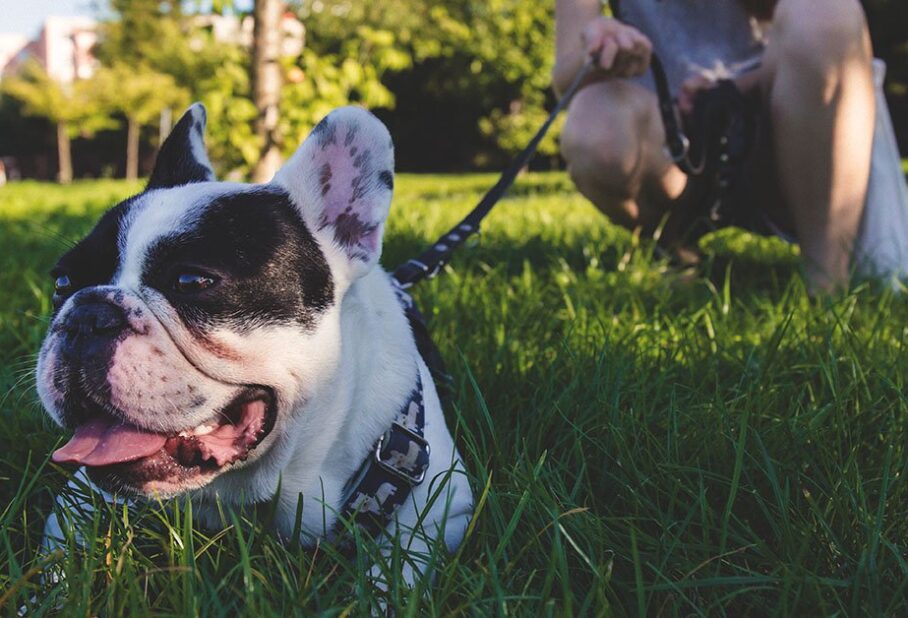 A playful French Bulldog lies on grass, with a person holding a leash behind it.