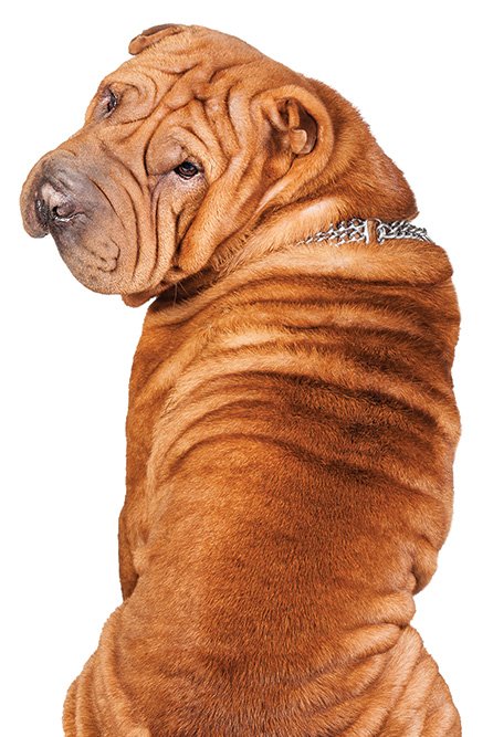 A wrinkled, reddish-brown Shar Pei dog turning its head to look back.