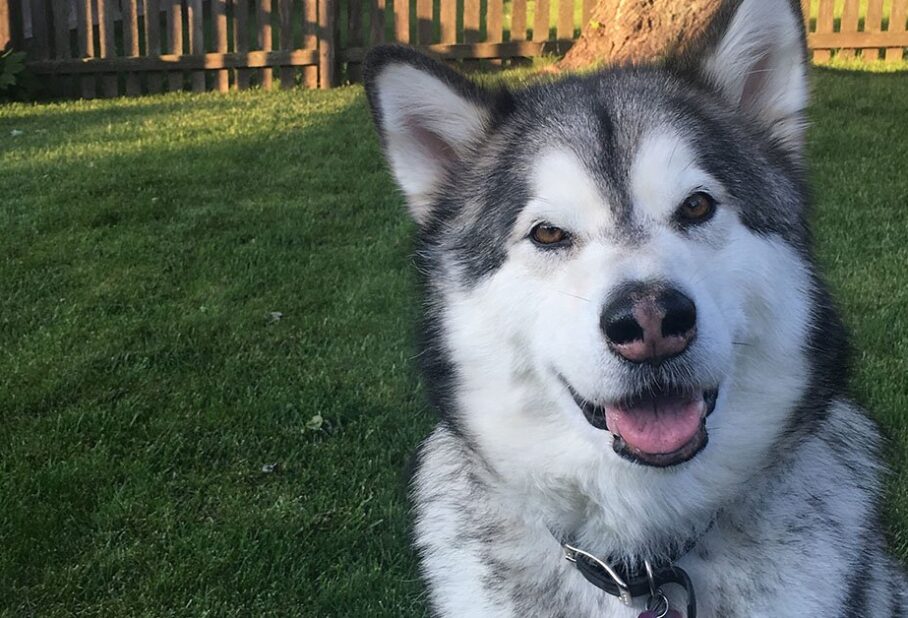 A happy Alaskan Malamute sitting on grass with a blurred wooden fence in the background.