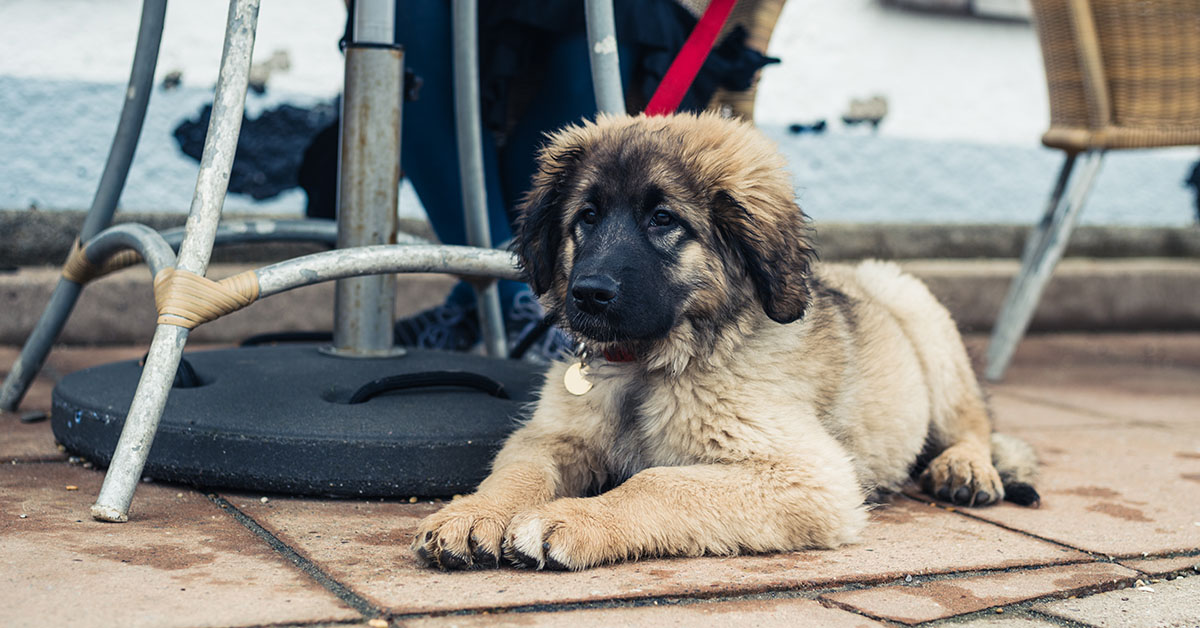 Puppy intro training - A fluffy, light brown and black puppy with a red leash lying on a paved surface under a metal table.
