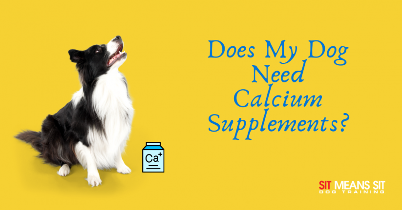 Does My Dog Need Calcium Supplements?