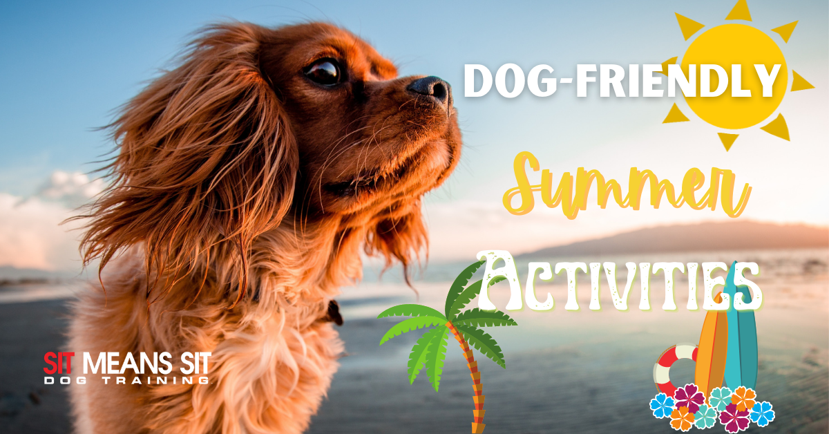 Dog-Friendly Summer Activities - Sit Means Sit Dog Training Henderson