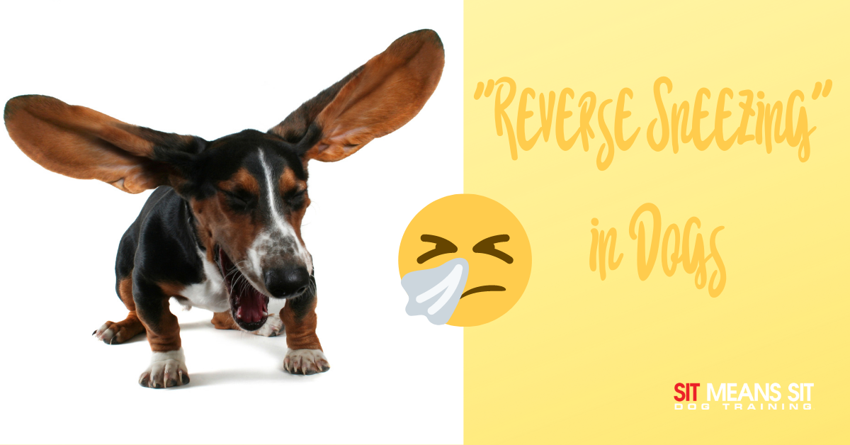 What is "Reverse Sneezing" in Dogs? - Sit Means Sit Dog Training Henderson