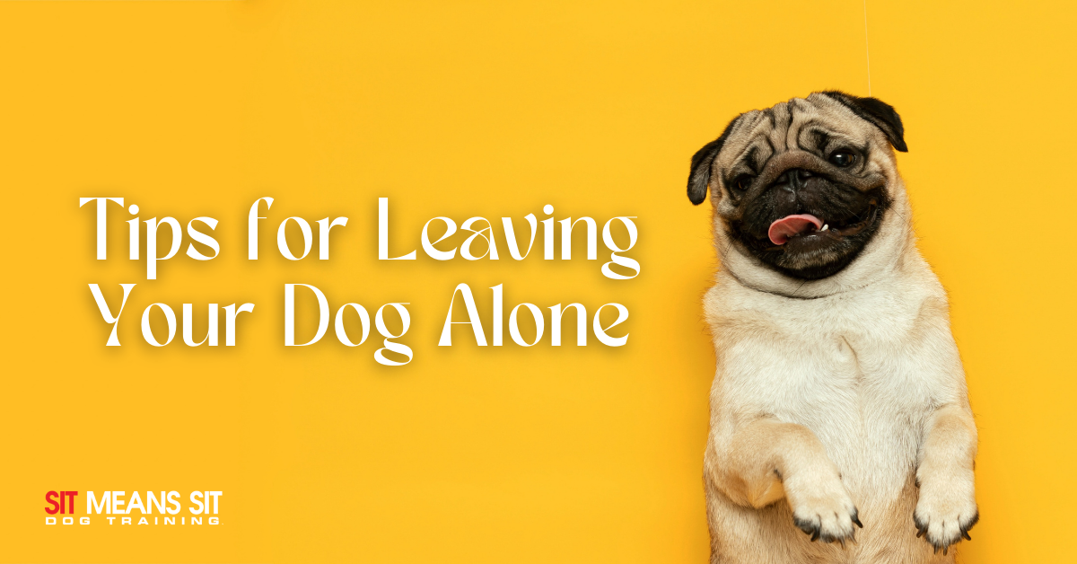 Tips for Leaving Your Dog Alone - Sit Means Sit Dog Training Henderson