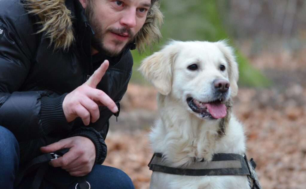 Why Consistency in Training Matters Over the Holidays - Sit Means Sit Dog Training Anthem