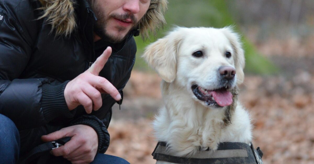 Why Consistency in Training Matters Over the Holidays - Sit Means Sit Dog Training Anthem