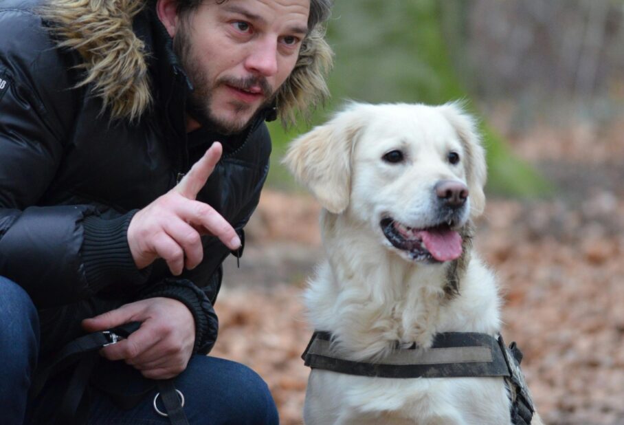 Why Consistency in Training Matters Over the Holidays - Sit Means Sit Dog Training Anthem