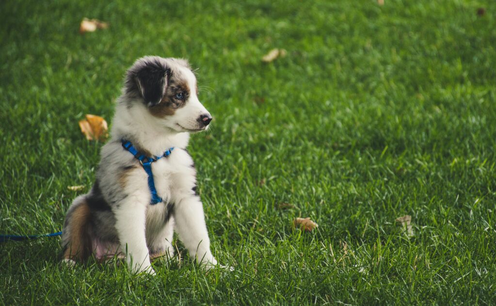 A puppy sitting on grass