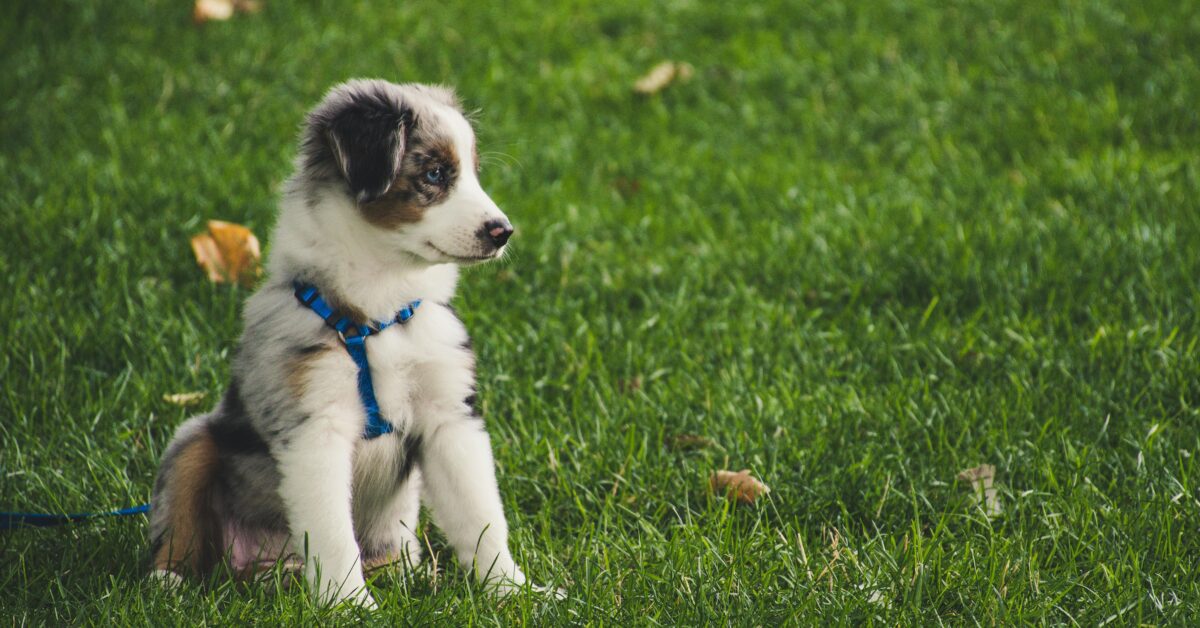 A puppy sitting on grass