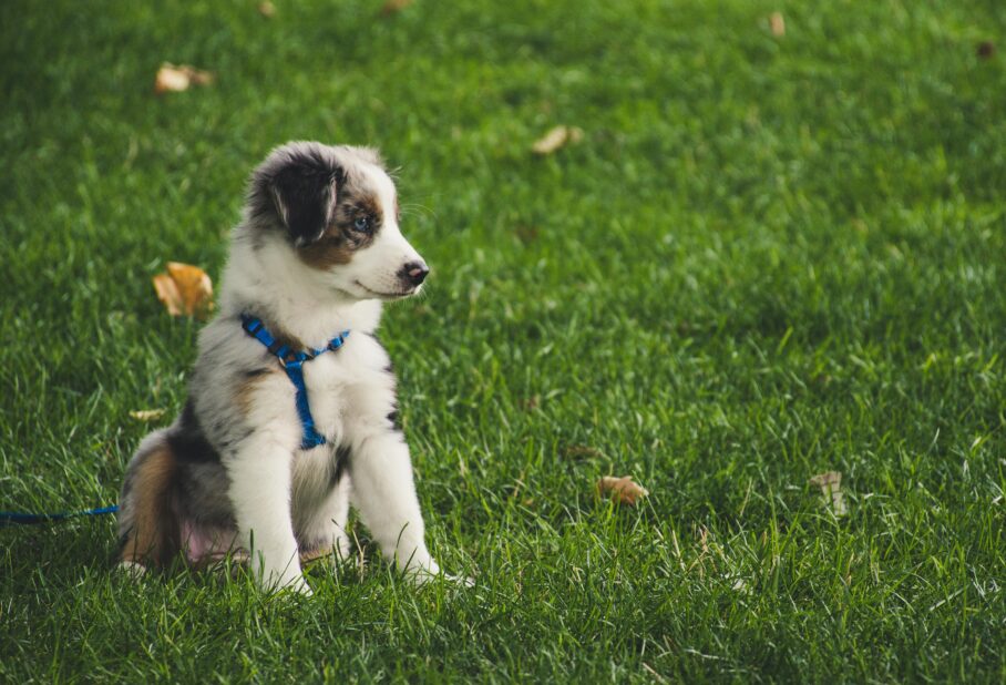 A puppy sitting on grass