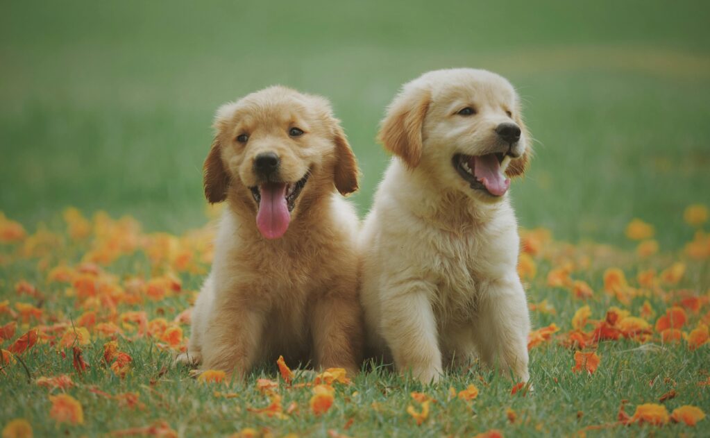 two puppies sitting on grass with orange leaves scattered around them